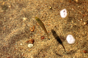 Minnow in its natural habitat in a freshwater lake. Found in Ontario, Canada.