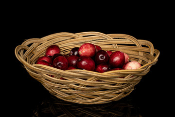 Lot of whole fresh red cranberry in round rattan bowl isolated on black glass