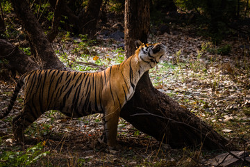 Royal Bengal Tiger (T-24 Ustaad)