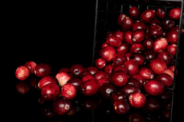 Lot of whole fresh red cranberry in black plastic basket isolated on black glass