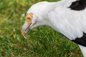palm vulture resting in its innkeeper