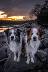The border collie is a working and herding dog breed developed in the Scottish borders for herding livestock, especially sheep. Considered highly intelligent, extremely energetic, acrobatic.