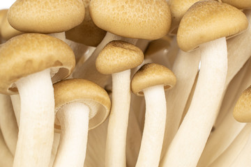 Lot of whole shimeji brown mushroom closeup isolated