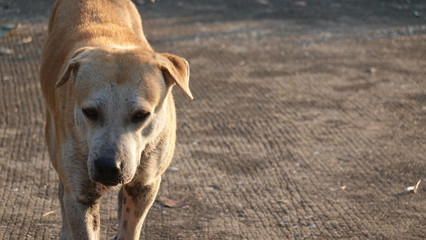 A vagrant dog on street