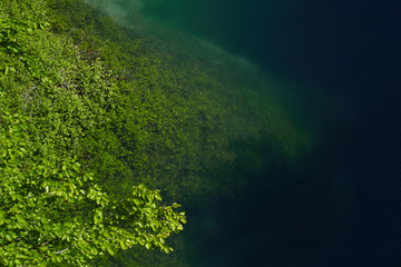Vegetation in Corlo lake