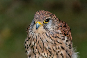 Kestrel resting in his innkeeper