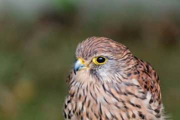 Kestrel resting in his innkeeper