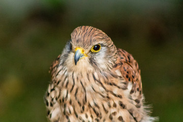 Kestrel resting in his innkeeper