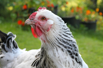 detail of face of a Sussex Light Chicken.  Native breed to the UK