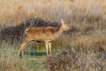 deer in the wetland of Salburua, Vitoria, Basque Country