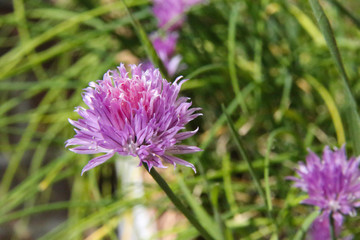 detail of a pink Chive flower against a green foliage background