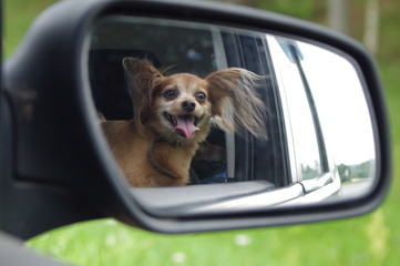 little dog sitting on the car seat and looking out the window,