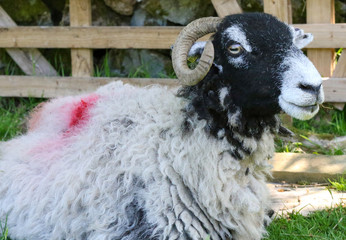 Close up of a Swaledale sheep. A native and hardy breed of the UK