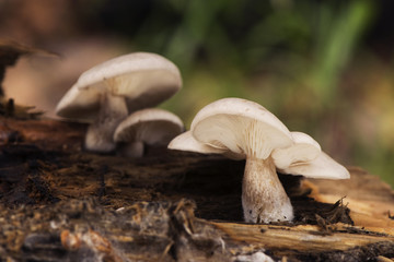 Ossicaulis lachnopus is a reddish-white mushroom that grows on decaying tree trunks such as poplars in autumn when the humidity and temperature are mild