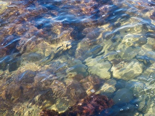Fototapeta na wymiar Algae and stone under the sea water. Tuapse, Black Sea, Caucasus
