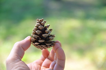 I coni o strobili maschili sono formati da foglie pollinifere