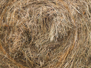 Stack dried grass background, close up Caucasus
