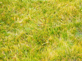 Background of green and yellow grass. Caucasus