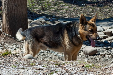 A tied German shepherd dog stands and waits for his master, town teteven, bulgaria