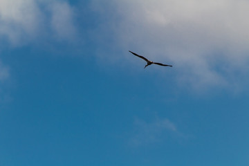 stork in the wetland of Salburua, Vitoria, Basque Country