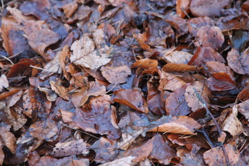 autumn walk