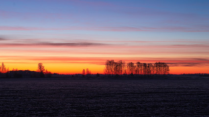 Beautiful dawn frosty morning over the field and birches in the distance