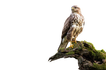 Common buzzard, buteo buteo, sitting on moss covered stump isolated on white background. Wild bird...