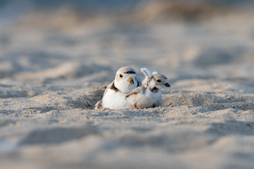 A hatchling Piping Plover stretching its wings next to its mother.
