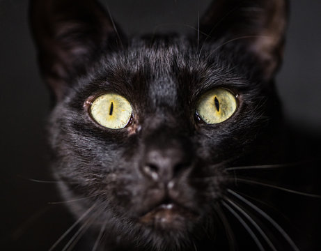 Cute black cat face close-up picture