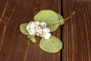 Lot of whole white snowberry cluster on brown wood