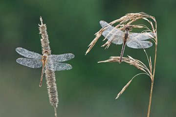 Dew covered dragonflies perched on grass seed heads on a cold summer morning