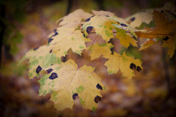  beautiful yellow autumn leaves close-up with dark vignette