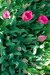 Nature Background of Blooming Tulips Flowers