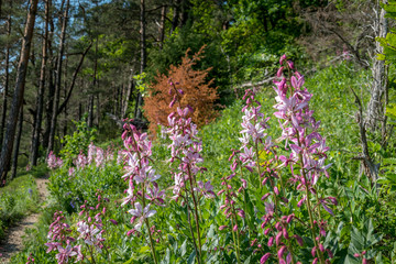 Fototapeta premium Wilde Orchideen im Wald
