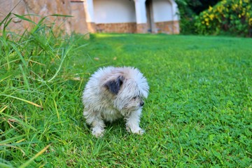 Naklejka na ściany i meble dog in grass