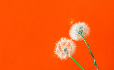 White Dandelions Inflorescence on yellow background. Concept for festive background or for project. Copy space