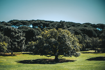 A large spreading tree in the center of a beautiful green meadow in a public park on a very sunny day, strong shadows, Almada, Portugal
