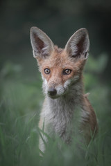 Red fox in Czech republic.