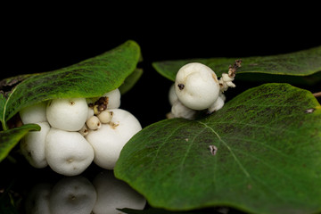 Lot of whole white snowberry isolated on black glass