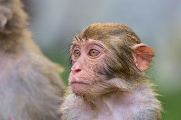 The rhesus macaque monkey (Macaca mulatta), Nanwan Monkey Island, China © Vlad