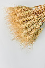 Sheaf of wheat ears. Ears of wheat on white background. Space for text.