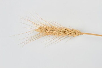 Ripe wheat spike on white background. Single wheat spike and copy space.