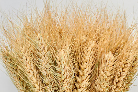 Wheat ears background. Wheat ears after harvest. Agriculture and farming concept.