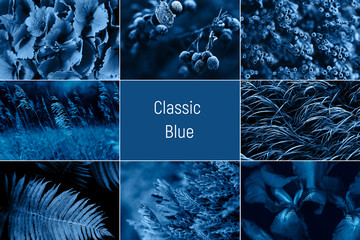 Collage photo of nature tinted in blue color.