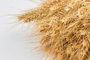 Bunch of wheat ears and copy space. Cereal crop, agriculture and farming concept.
