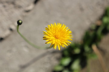 Flor amarela - radiche falso