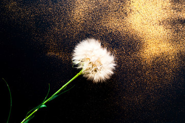 White dandelion inflorescences on black background with golden sparkles. Blurred effect. Concept for festive background or for project