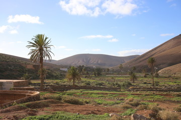 Palmier sur l'île de Fuerteventura (Les Canaries)	