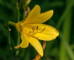 yellow lily flower on green