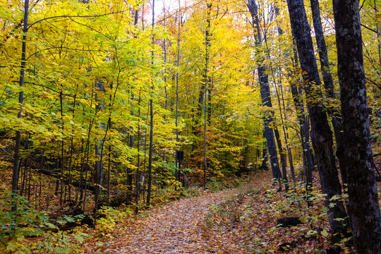 autumn in canada quebec forest trail view on a sunny day